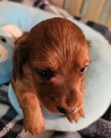 Nikko, a male Miniature Dachshund for sale in Joplin, MO – Photo 7 of 8