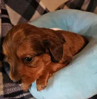 Nikko, a male Miniature Dachshund for sale in Joplin, MO – Photo 2 of 8