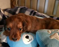 Nikko, a male Miniature Dachshund for sale in Joplin, MO – Photo 3 of 8