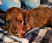 Nikko, a male Miniature Dachshund for sale in Joplin, MO – Photo 1 of 8