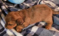 Nikko, a male Miniature Dachshund for sale in Joplin, MO – Photo 8 of 8