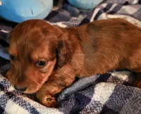Nikko, a male Miniature Dachshund for sale in Joplin, MO – Photo 5 of 8
