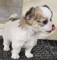 Flipper, a male Chihuahua for sale in Joplin, MO – 2 of 7