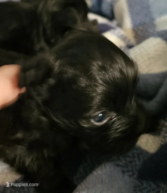 Pete – Morkie puppy for sale in Joplin, MO