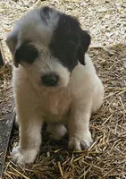 Fluffybottom, a female Great Pyrenees and Poodle - Standard  for sale in Joplin, MO – Photo 2 of 7