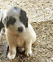 Fluffybottom, a female Great Pyrenees and Poodle - Standard  for sale in Joplin, MO – Photo 5 of 7