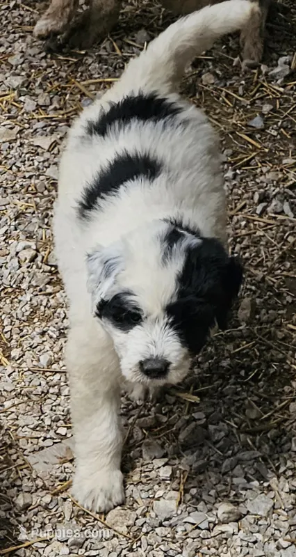 Fluffybottom – Great Pyrenees, Poodle - Standard  puppy for sale in Joplin, MO