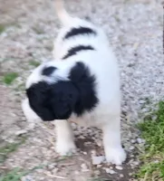 Fluffybottom, a female Great Pyrenees and Poodle - Standard  for sale in Joplin, MO – Photo 7 of 7