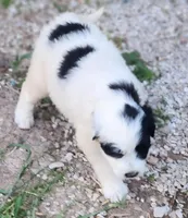 Fluffybottom, a female Great Pyrenees and Poodle - Standard  for sale in Joplin, MO – Photo 6 of 7