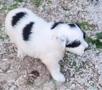 Fluffybottom, a female Great Pyrenees and Poodle - Standard  for sale in Joplin, MO – Photo 4 of 7