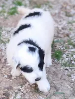 Fluffybottom, a female Great Pyrenees and Poodle - Standard  for sale in Joplin, MO – Photo 3 of 7