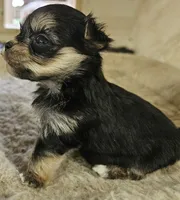Magic, a female Morkie for sale in Joplin, MO – 7 of 8