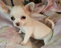Tinkle, a male Chihuahua for sale in Joplin, MO – 6 of 7