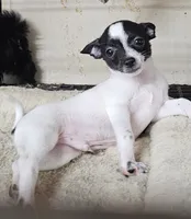 Bentley, a male Chihuahua for sale in Joplin, MO – 3 of 6