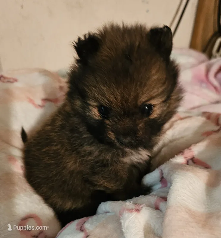 Twinkles – Pomeranian puppy for sale in Joplin, MO