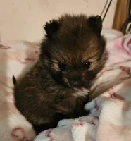 Twinkles, a female Pomeranian for sale in Joplin, MO – 1 of 7