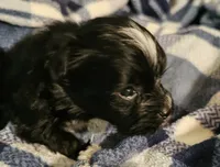 Pistol, a male Morkie for sale in Joplin, MO – 3 of 7