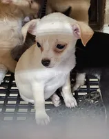 Cupcake, a female Chihuahua for sale in Joplin, MO – 4 of 7