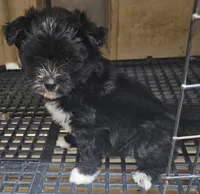 Spaz, a male Morkie for sale in Joplin, MO – 3 of 7