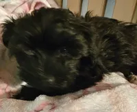 Piper, a female Morkie for sale in Joplin, MO – 6 of 10