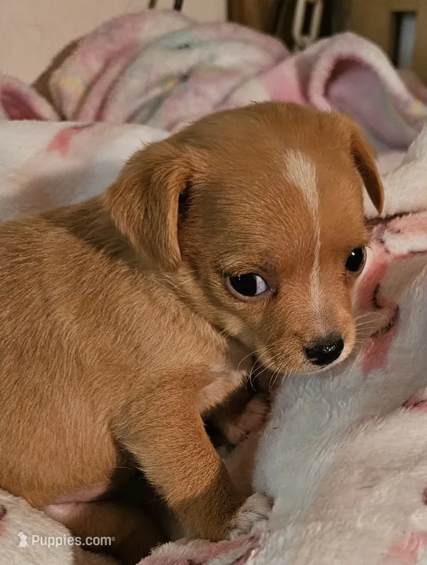 Misty – Chihuahua puppy for sale in Joplin, MO