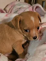 Misty, a female Chihuahua for sale in Joplin, MO – 1 of 8