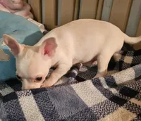 Charlie, a male Chihuahua for sale in Joplin, MO – 8 of 8