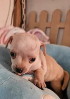 Rocky, a male Chihuahua for sale in Joplin, MO – 5 of 7