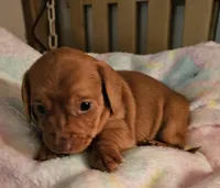 Pixie, a female Miniature Dachshund for sale in Joplin, MO – Photo 3 of 8