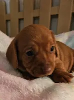 Pixie, a female Miniature Dachshund for sale in Joplin, MO – Photo 7 of 8