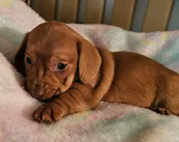 Pixie, a female Miniature Dachshund for sale in Joplin, MO – Photo 1 of 8