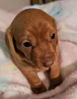 Pixie, a female Miniature Dachshund for sale in Joplin, MO – Photo 2 of 8