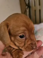 Pixie, a female Miniature Dachshund for sale in Joplin, MO – Photo 5 of 8