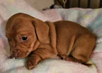 Pixie, a female Miniature Dachshund for sale in Joplin, MO – Photo 6 of 8