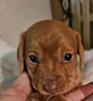 Pixie, a female Miniature Dachshund for sale in Joplin, MO – Photo 4 of 8