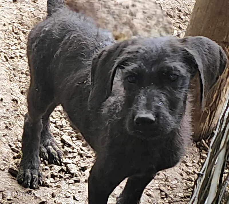 Tory – Great Dane, Poodle - Standard  puppy for sale in Joplin, MO