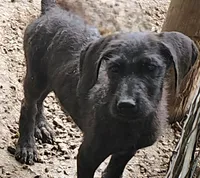 Tory, a male Great Dane and Poodle - Standard  for sale in Joplin, MO – 1 of 3