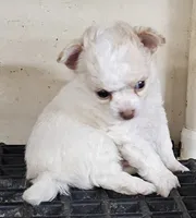 Frizzle, a male Chihuahua for sale in Joplin, MO – 6 of 8