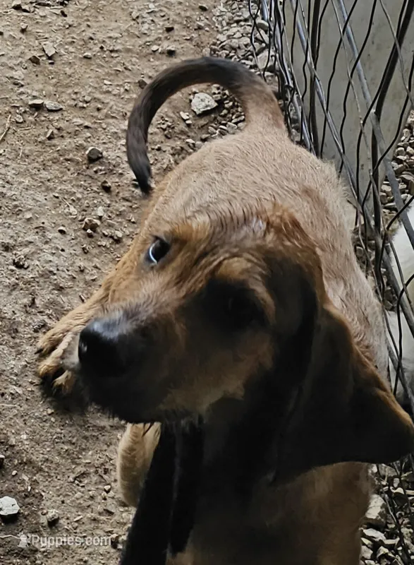 Simba  – Great Dane, Poodle - Standard  puppy for sale in Joplin, MO