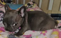 Fancy, a female French Bulldog for sale in Joplin, MO – 6 of 6