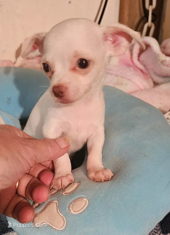 Jake – Chihuahua puppy for sale in Joplin, MO