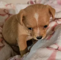 Misty, a female Chihuahua for sale in Joplin, MO – 5 of 8