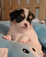 Whiskey, a male Chihuahua for sale in Joplin, MO – 4 of 6