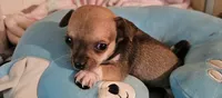 Tyson, a male Chihuahua for sale in Joplin, MO – 4 of 7