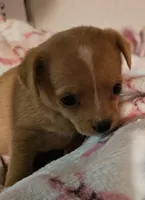 Misty, a female Chihuahua for sale in Joplin, MO – 2 of 8