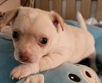 Slater, a male Chihuahua for sale in Joplin, MO – 8 of 8