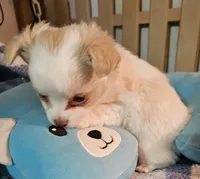 Sparky , a male Chihuahua for sale in Joplin, MO – 5 of 7