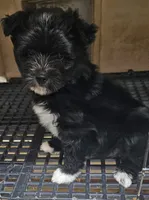 Spaz, a male Morkie for sale in Joplin, MO – 4 of 7