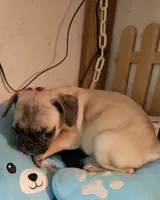 Timmy, a male French Bulldog and Pug for sale in Joplin, MO – 7 of 9