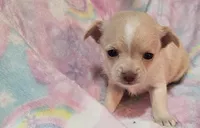 Pacey, a female Chihuahua for sale in Joplin, MO – Photo 5 of 8